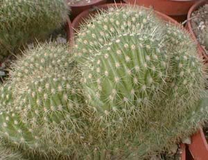 Trichocereus_huascha_cristata